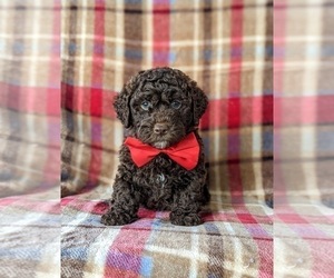 Sheepadoodle Puppy for sale in GLEN ROCK, PA, USA