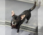 Small #7 Chihuahua