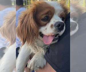 Cavalier King Charles Spaniel Dogs for adoption in Flushing, NY, USA