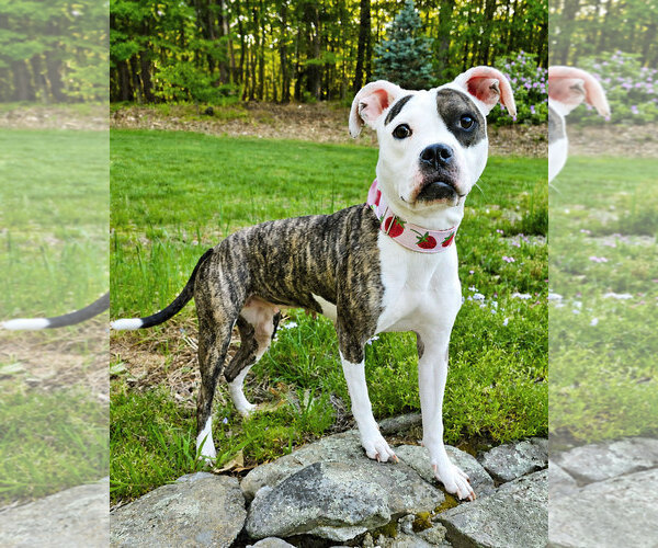 Medium Photo #2 American Pit Bull Terrier Puppy For Sale in Westminster, MA, USA