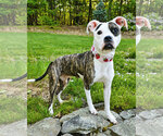 Small #1 American Pit Bull Terrier