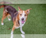 Small Photo #4 Beagle-Unknown Mix Puppy For Sale in Hilton Head, SC, USA