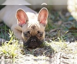 Puppy 7 French Bulldog