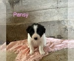 Small Photo #3 Border Collie Puppy For Sale in BLOOMINGTON, WI, USA