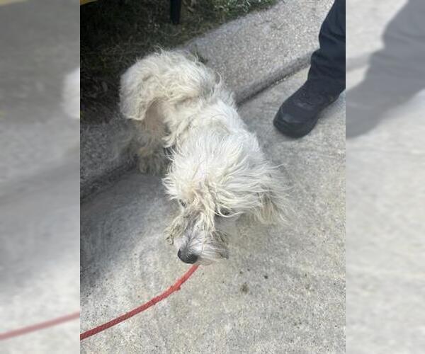 Medium Photo #1 Maltese-Unknown Mix Puppy For Sale in Houston, TX, USA