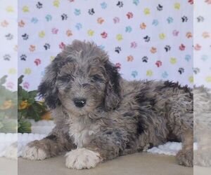 Sheepadoodle Puppy for sale in NEW PROVIDENCE, PA, USA