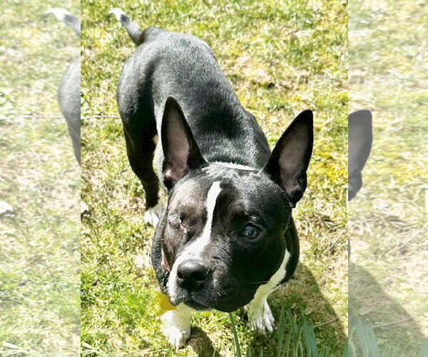 Medium Photo #6 American Staffordshire Terrier-Boston Terrier Mix Puppy For Sale in North Olmsted, OH, USA