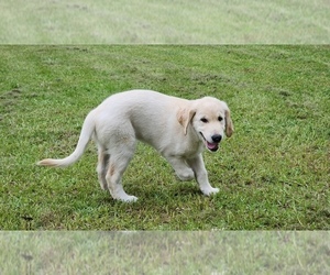 English Cream Golden Retriever Puppy for sale in HIGH SPRINGS, FL, USA