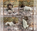 Small #1 German Shorthaired Pointer