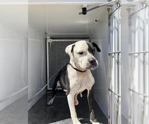 Boxer Dogs for adoption in Bakersfield, CA, USA