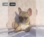 Small Photo #13 French Bulldog Puppy For Sale in POMEROY, OH, USA