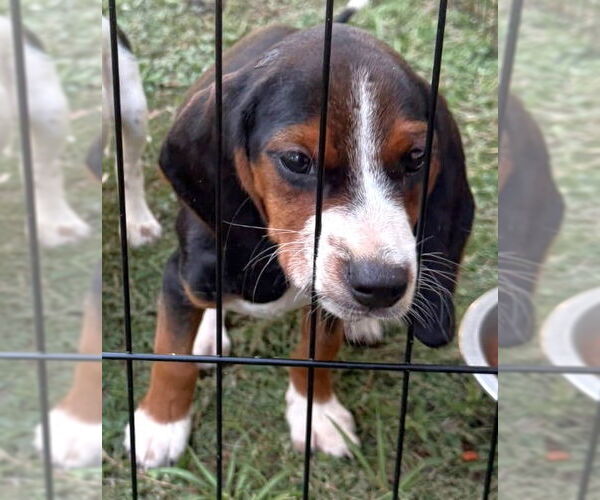 Medium Photo #9 Bagle Hound Puppy For Sale in Dunnellon, FL, USA