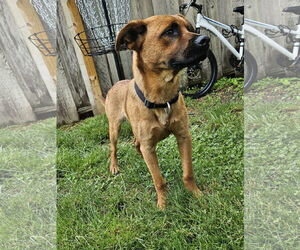 Labrador Retriever-Unknown Mix Dogs for adoption in Plainfield, IL, USA