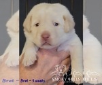 Small Photo #58 Labrador Retriever Puppy For Sale in POCAHONTAS, IL, USA