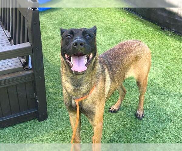 Medium Photo #1 Mutt Puppy For Sale in Orange, CA, USA