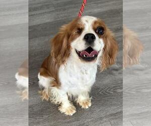Cavalier King Charles Spaniel Dogs for adoption in Westminster, MD, USA