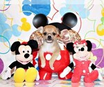 Small Photo #18 Chihuahua Puppy For Sale in CHARLESTON, AR, USA