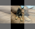 Small #6 German Shepherd Dog