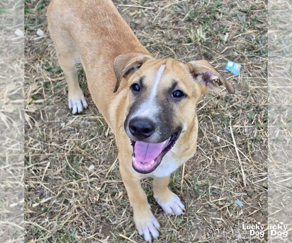 Medium Photo #3 Black Mouth Cur-Unknown Mix Puppy For Sale in Washington, DC, USA