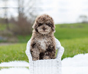 Medium ShihPoo