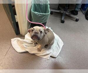 French Bulldog Dogs for adoption in Pasadena, CA, USA