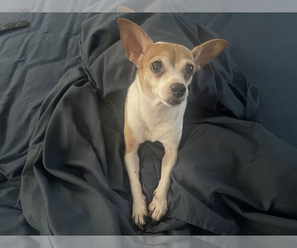 Medium Photo #2 Chihuahua Puppy For Sale in Miami, FL, USA