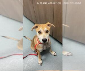 Shiba Inu-Unknown Mix Dogs for adoption in Baytown, TX, USA