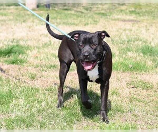 Medium Photo #2 Mutt Puppy For Sale in Glen Allen, VA, USA