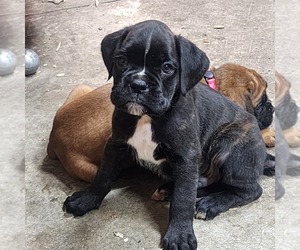 Boxer Puppy for Sale in AFTON, Wyoming USA