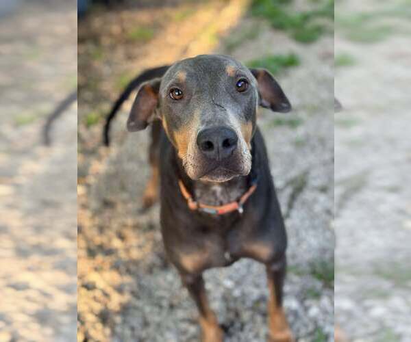 Medium Photo #2 Doberman Pinscher Puppy For Sale in Aurora, OH, USA