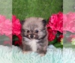 Small #4 Pomeranian