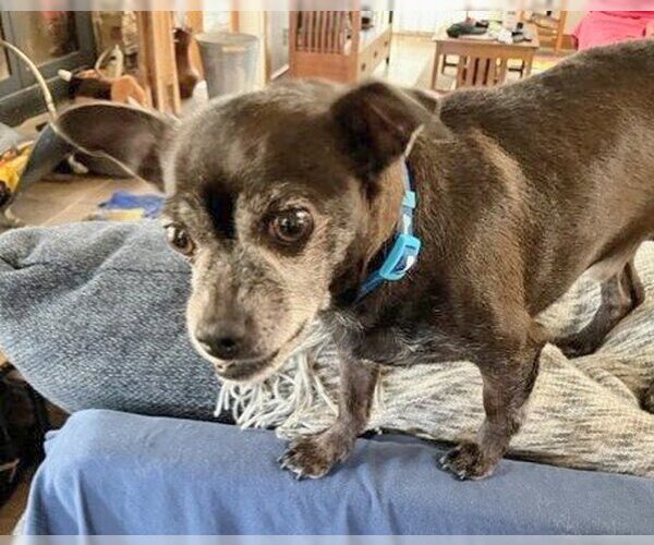 Medium Photo #5 Chihuahua-Unknown Mix Puppy For Sale in Corona, CA, USA
