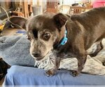 Small Photo #5 Chihuahua-Unknown Mix Puppy For Sale in Corona, CA, USA
