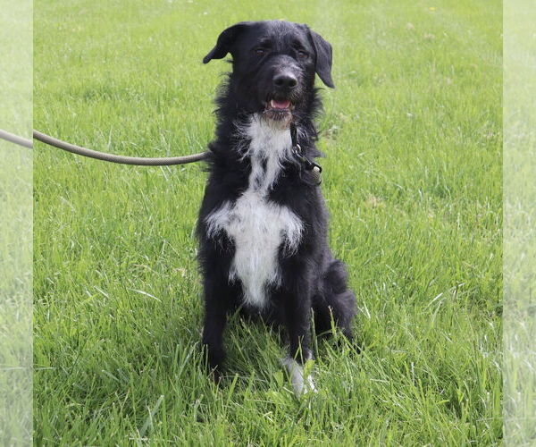 Medium Photo #2 Poodle (Standard)-Unknown Mix Puppy For Sale in Princeton, MN, USA