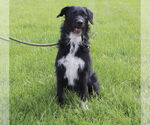 Small #1 Poodle (Standard) Mix