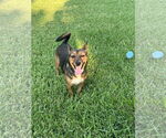 Small #2 Mutt