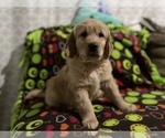 Small Photo #2 Golden Retriever Puppy For Sale in SALEM, OR, USA
