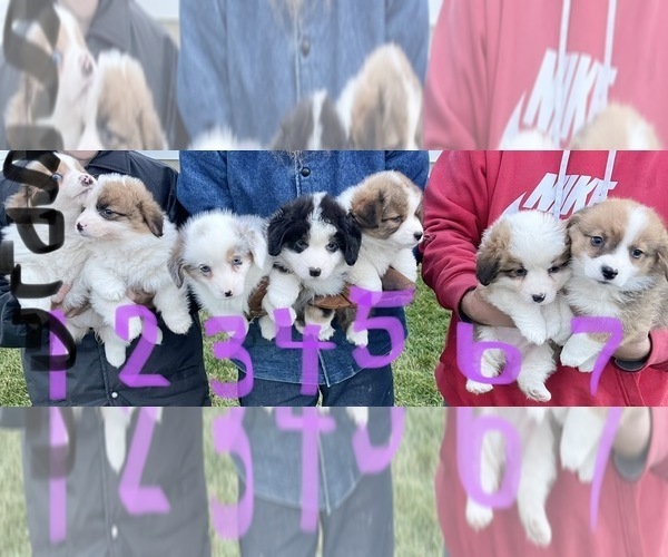 Medium Photo #2 Australian Shepherd-Pembroke Welsh Corgi Mix Puppy For Sale in NAPPANEE, IN, USA