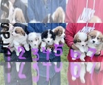 Small Photo #2 Australian Shepherd-Pembroke Welsh Corgi Mix Puppy For Sale in NAPPANEE, IN, USA