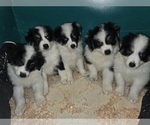 Small Photo #8 Australian Shepherd Puppy For Sale in DUVALL, WA, USA