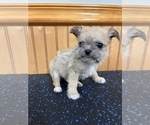Small Photo #6 ShiChi Puppy For Sale in SAINT AUGUSTINE, FL, USA