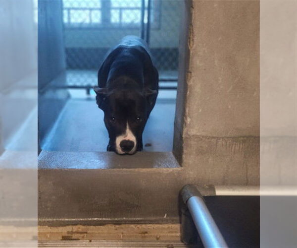 Medium Photo #1 American Staffordshire Terrier-Unknown Mix Puppy For Sale in Tallahassee, FL, USA