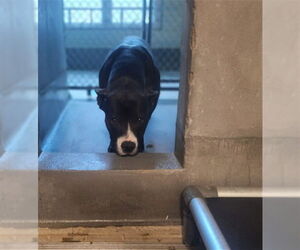 American Staffordshire Terrier-Unknown Mix Dogs for adoption in Tallahassee, FL, USA