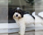 Small #5 Japanese Chin Mix