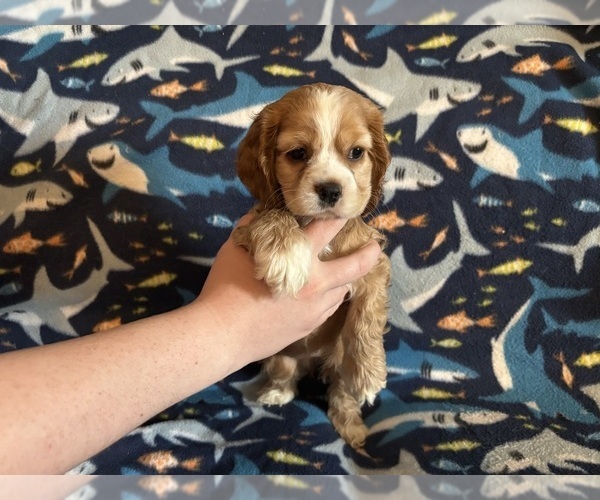 Medium Photo #20 Cocker Spaniel Puppy For Sale in COLBERT, GA, USA