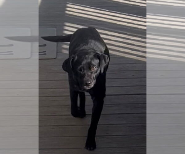 Medium Photo #5 Labbe Puppy For Sale in Mouth Of Wilson, VA, USA