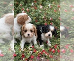 Small Photo #9 Cavalier King Charles Spaniel Puppy For Sale in MONTECITO, CA, USA