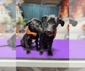 Dachshund-Italian Greyhound Mix Dogs for adoption in Arlington, WA, USA