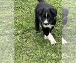 Small Photo #10 Border Collie Puppy For Sale in BERRIEN SPRINGS, MI, USA