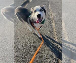 Siberian Husky Dogs for adoption in Forestville, MD, USA